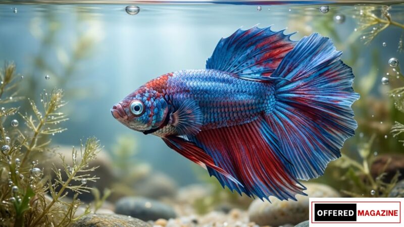 Christina Kebbit Monkfish: The Viral Mystery Everyone Wants to Understand 