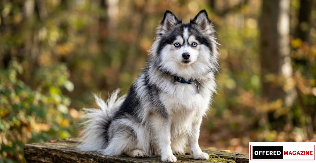 Pomerusky Dog Breed Complete Guide: Size, Care, Diet, Temperament and Facts