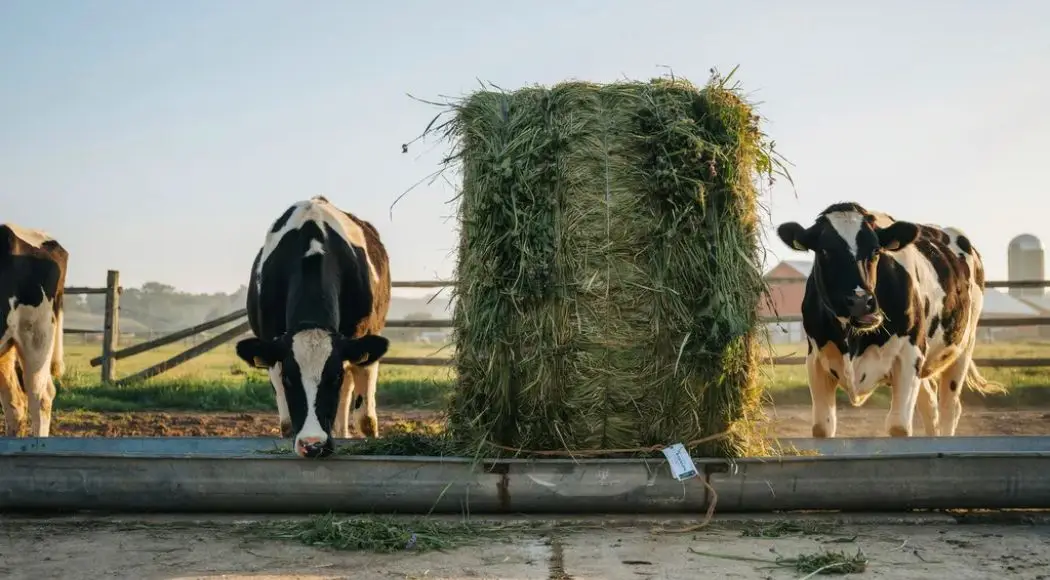 Alfalfa Hay for Dairy Cows: The Queen of Forages Guide