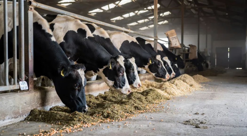 Dairy Cattle Feed: Complete Nutrition Guide 2026